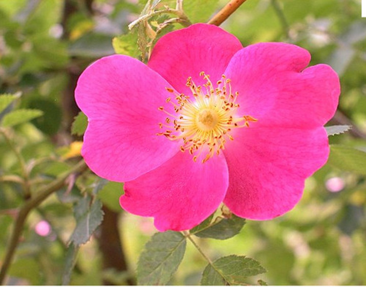 <p>une églantine</p>