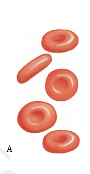 <p>Erythrocytes </p>
