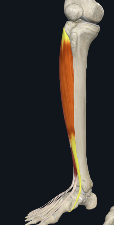<p>where does this following muscle distally attach?</p>