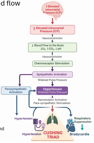 <p>Occurs when <strong>i</strong><span style="color: purple;"><strong>ntracranial pressure (ICP) </strong>(pressure exerted by fluids such as cerebrospinal fluid (CSF) and blood within the rigid skull) </span><strong>rises significantly</strong>.</p><p style="text-align: left;"></p><p style="text-align: left;">The sequence begins with e<span style="color: purple;">levated ICP,</span> which causes co<span style="color: purple;">mpression of cerebral blood vess</span>els and <span style="color: purple;"><u>vasoconstriction</u></span>, leading to <u>r</u><span style="color: purple;"><u>educed oxygen delivery </u>to brain</span> tissue (because brain in skull not much room)</p><p style="text-align: left;"></p><p style="text-align: left;">As cerebral perfusion decreases, <span style="color: purple;"><u>CO₂ accumulates and pH falls</u>,</span> stimulating the c<span style="color: purple;">entral chemoreceptors in the medulla</span>. This <strong>activates a powerful </strong><span style="color: purple;"><strong>sympathetic </strong></span><strong>response </strong>aimed at r<span style="color: purple;">estoring cerebral perfusion.</span></p><p style="text-align: left;"></p><p style="text-align: left;">The presence of the Cushing reflex indicates critical brainstem compression and reduced cerebral perfusion, often seen in conditions such as<span style="color: purple;"> <strong>brain tumors, intracranial hemorrhage, traumatic brain injury, or severe cerebral edema</strong></span>, and is considered a late and life-threatening sign of raised intracranial pressure.</p><p style="text-align: left;"></p><p style="text-align: left;"></p><p style="text-align: left;">fo dumb people (me) to explain the respiratory suppression</p><p>As the baroreceptors see the increased blood pressure in the brain, it signals for the HR to slow down to ease the pressure of blood flowing to the brain. In order to help drop blood pressure further, the baroreceptors send a separate nerve signal that directly suppresses the breathing center in the brain. This is an unfortunate consequence as CO2 cannot be filtered out as quickly.</p>