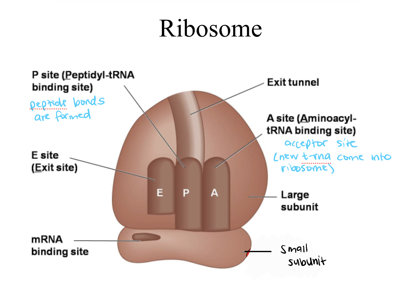 <p>Ribosome</p>