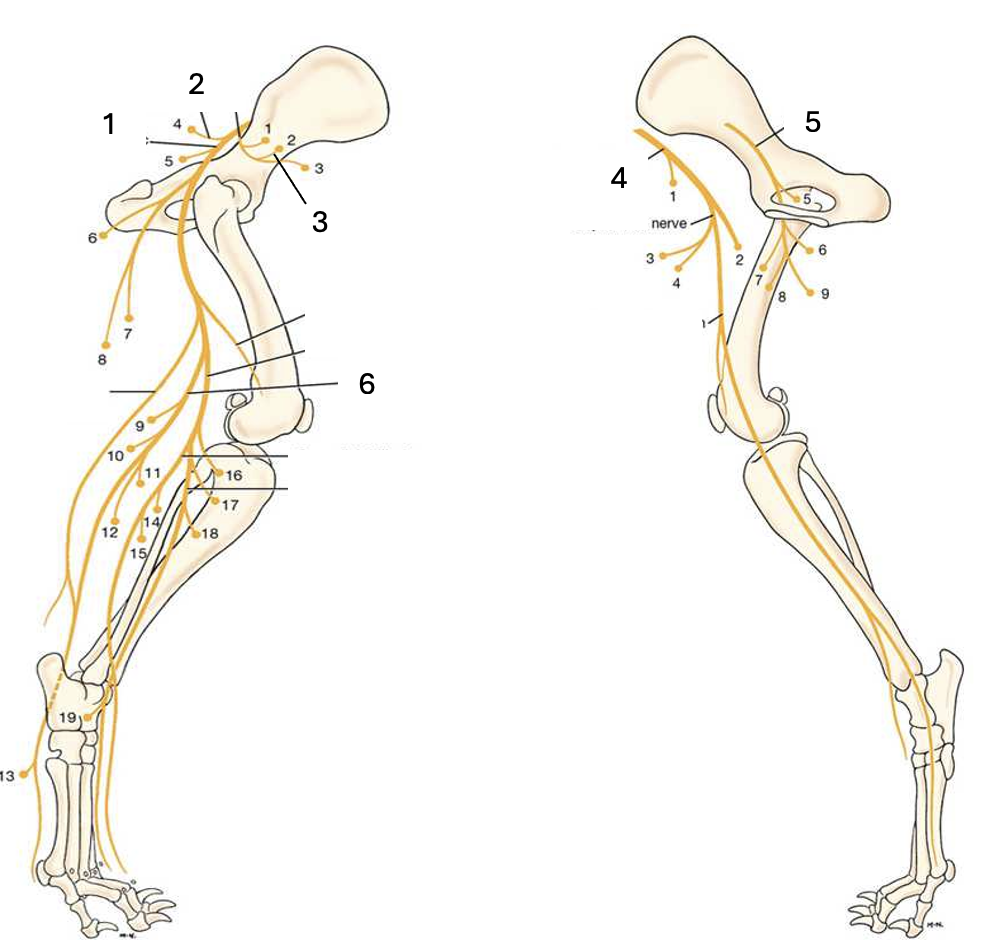 <p>Name the labelled structures.</p>