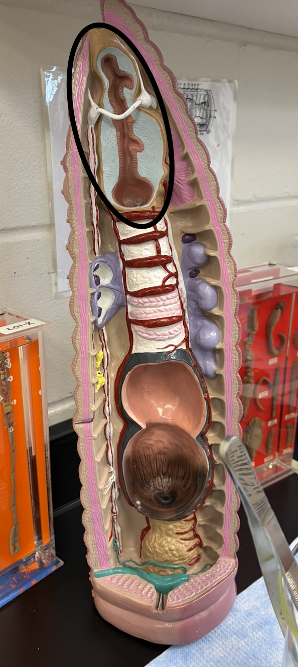 <p>What is circled on this internal earthworm model?</p>