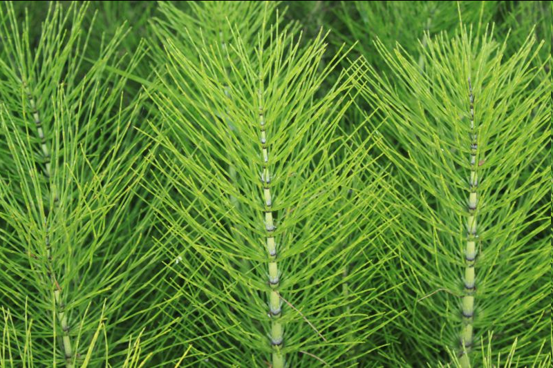 <p><span style="font-family: "Open Sans"; font-size: large;"><strong><u>Equisetum arvense - Common horsetail</u></strong></span></p>