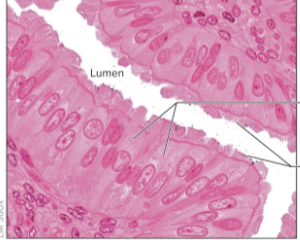<p>what <strong>specialized cells</strong> are located within this tissue and what is their function?</p>