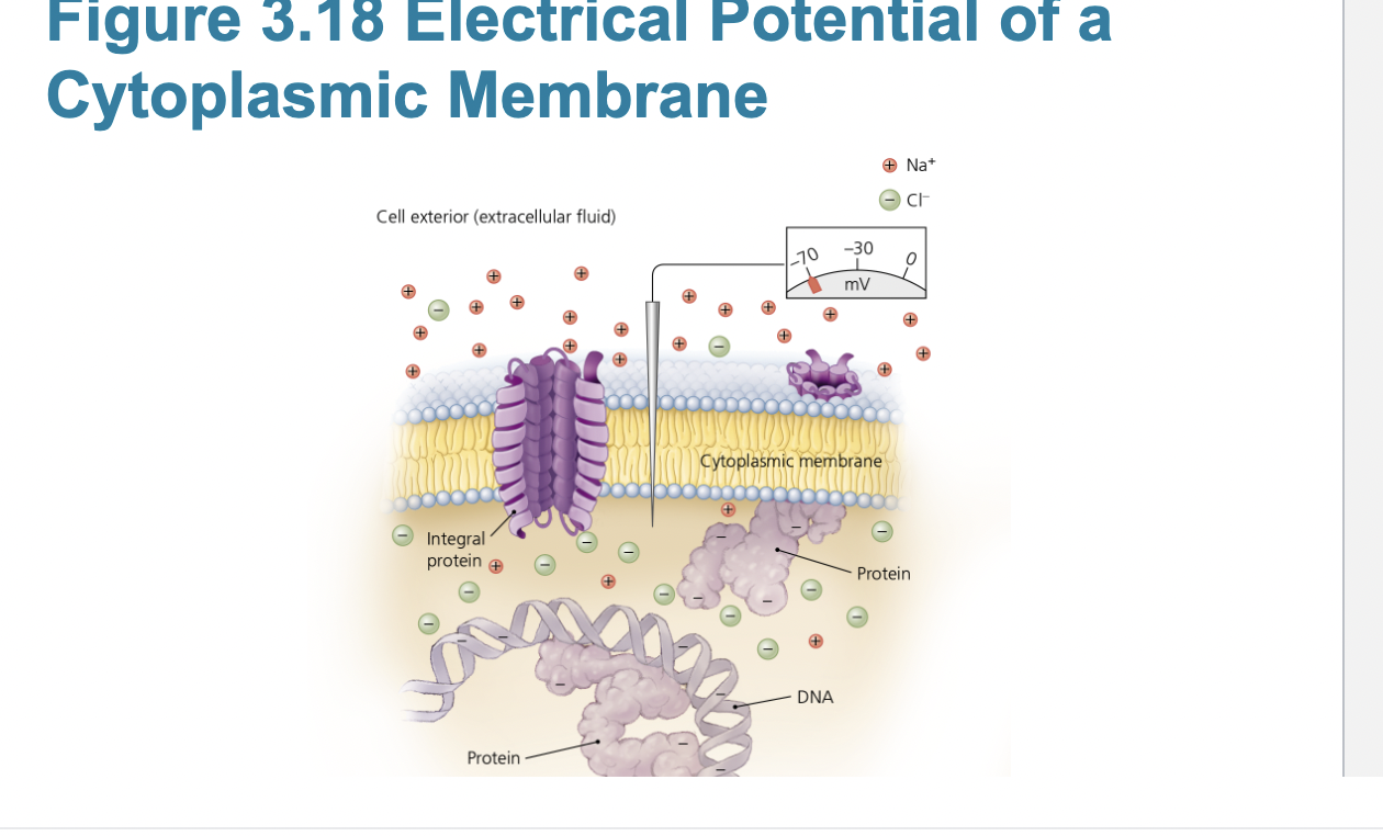 <p>bacterial cytoplasmic membranes</p><p>Function</p><p>– Controls passage of substances into and out of the</p><p>cell</p><p>– Harvest light energy in photosynthetic bacteria</p><p>– Selectively permeable</p><p>– Naturally impermeable to most substances</p><p>– Proteins allow substances to cross membrane</p><p>– Maintain concentration and electrical gradient</p><p>-- passive processes: diffusion, facilitated diffusion, osmosis</p><p>—active processes: active transport, group translocation (substance is chemically modified during transpoirt)</p><img src="https://assets.knowt.com/user-attachments/aa2f9fdc-f6c5-4d14-9162-99a20da73d1d.png" data-width="100%" data-align="center"><p></p>
