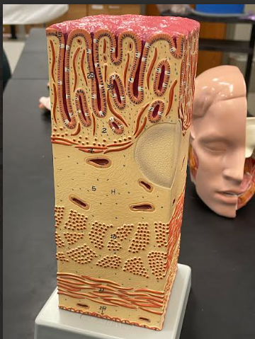 <p>Rectum and Anal Canal</p>