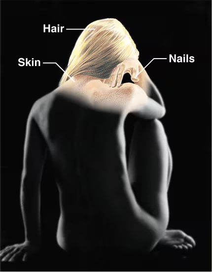 <ul><li><p>Forms the external body covering and protects deeper tissues from injury</p></li><li><p>Synthesizes vitamin D and houses cutaneous receptors (pain, pressure, etc) as well as sweat and oil glands</p></li><li><p>Contains hair, skin, and nails</p></li></ul><p></p>