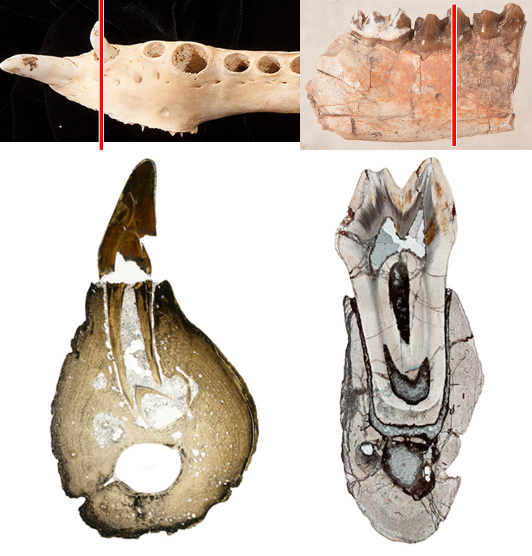 <p>most sophisticated, large root embedded in jaw</p>