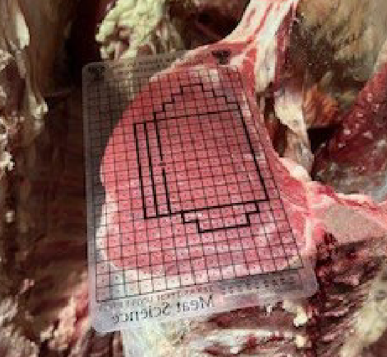 <p>Defect seen by double-muscled cattle</p><ul><li><p>Caused by double-muscled gene (defective myostatin)</p></li></ul><p></p>