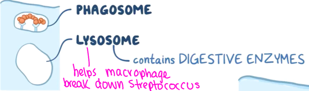 <p>Digestive enzymes</p>