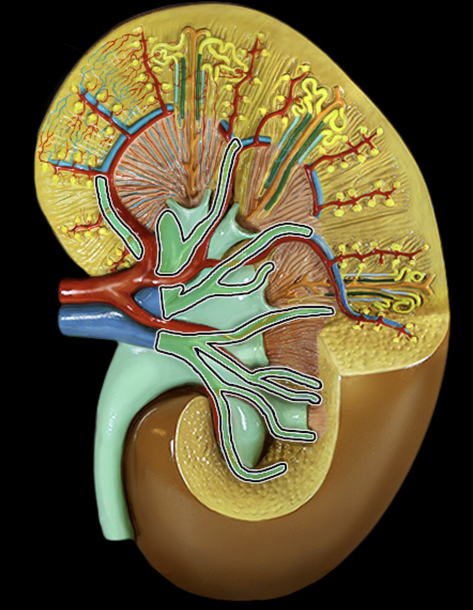 <p><strong>What structure is highlighted? </strong></p>