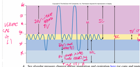 <p>IRV (top), TV, ERV, RV (bottom). Capacities: IC = TV + IRV, EC = TV + ERV, VC = IRV + TV + ERV, FRC = ERV + RV, TLC = everything. Axes: time (x) and volume in L or mL (y).</p>