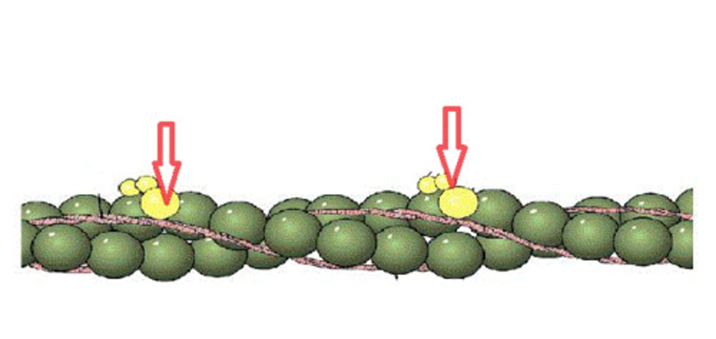 <p>Globular protein with three binding sites: one for actin, one for tropomyosin, and one for calcium. Troponin attaches the tropomyosin strand to the actin molecule.</p>