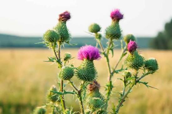 <p>Chardon marie (Silybum marianum)</p>