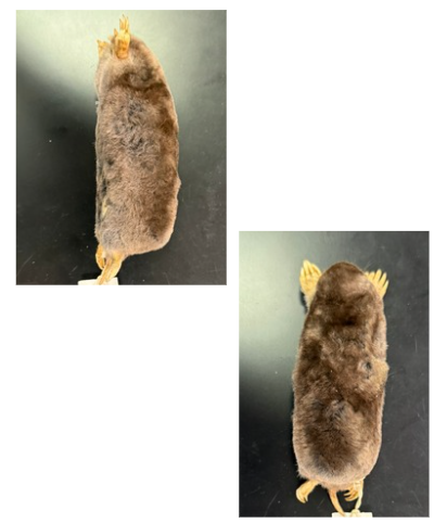 <p>What is the scientific name, common name, and the taxonomy of the species?</p>