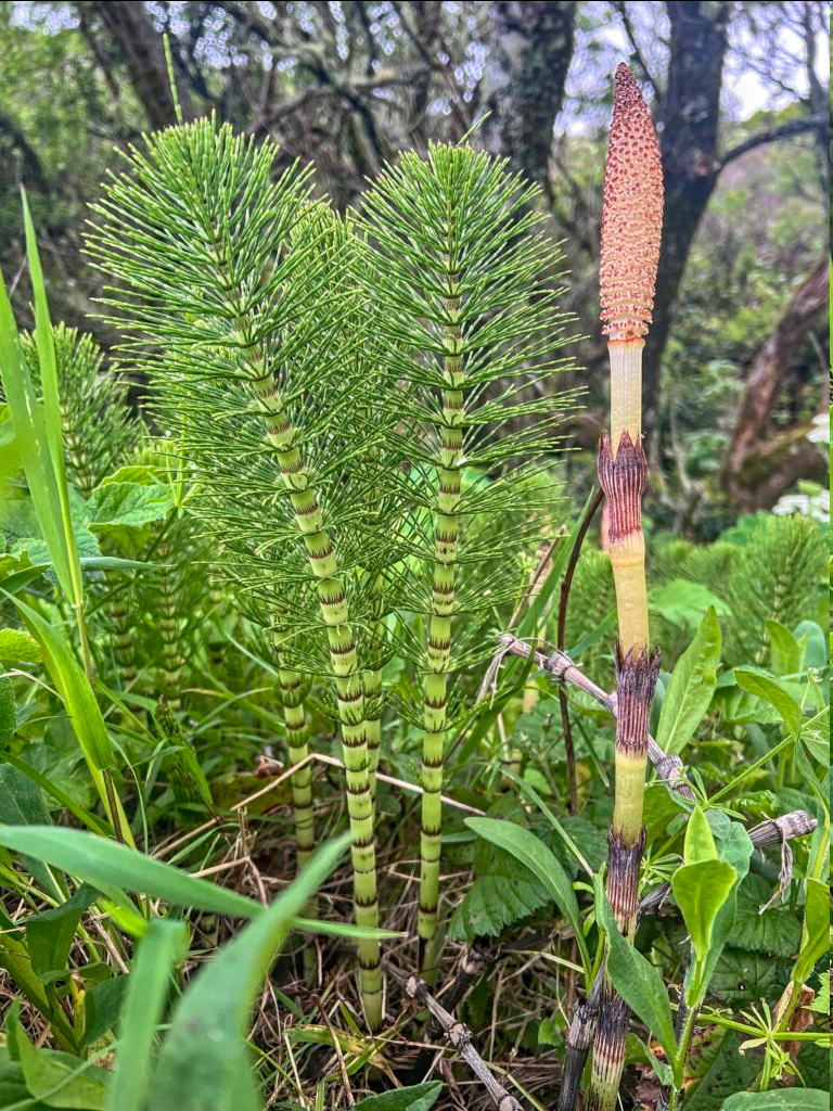 <p>A large perennial plant in the Equisetaceae family, commonly found in moist habitats. It features robust, jointed stems and is characterized by its distinctive tall size and extensive rhizome system. This species reproduces through spores and can grow up to 2 meters tall, often forming dense colonies in wetlands and along riverbanks. </p>