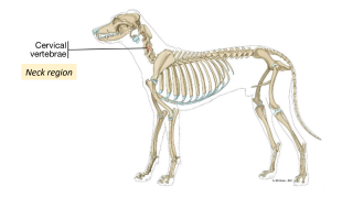 <p>A. Neck</p>
