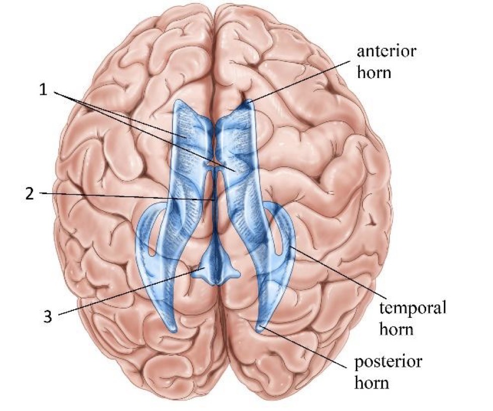 <p>Which ventricle is 3?</p>