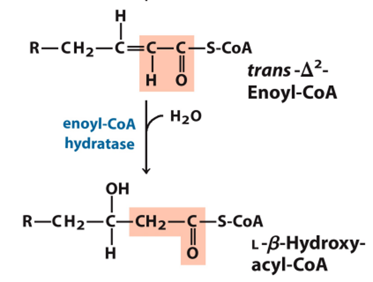 <p>______Hydration____</p><p>Trans-Δ2-enoyl-CoA is combined with a molecule of water to form L-β-hydroxyacyl-CoA</p><p>^the double bond b/w the α and β carbons is changed back into a single bond. The OH from water gets added to the β-carbon, and the H from the H2O gets added to the α-carbon.</p>