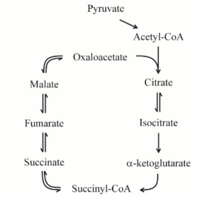 <p>What is being oxidized in step 6</p>