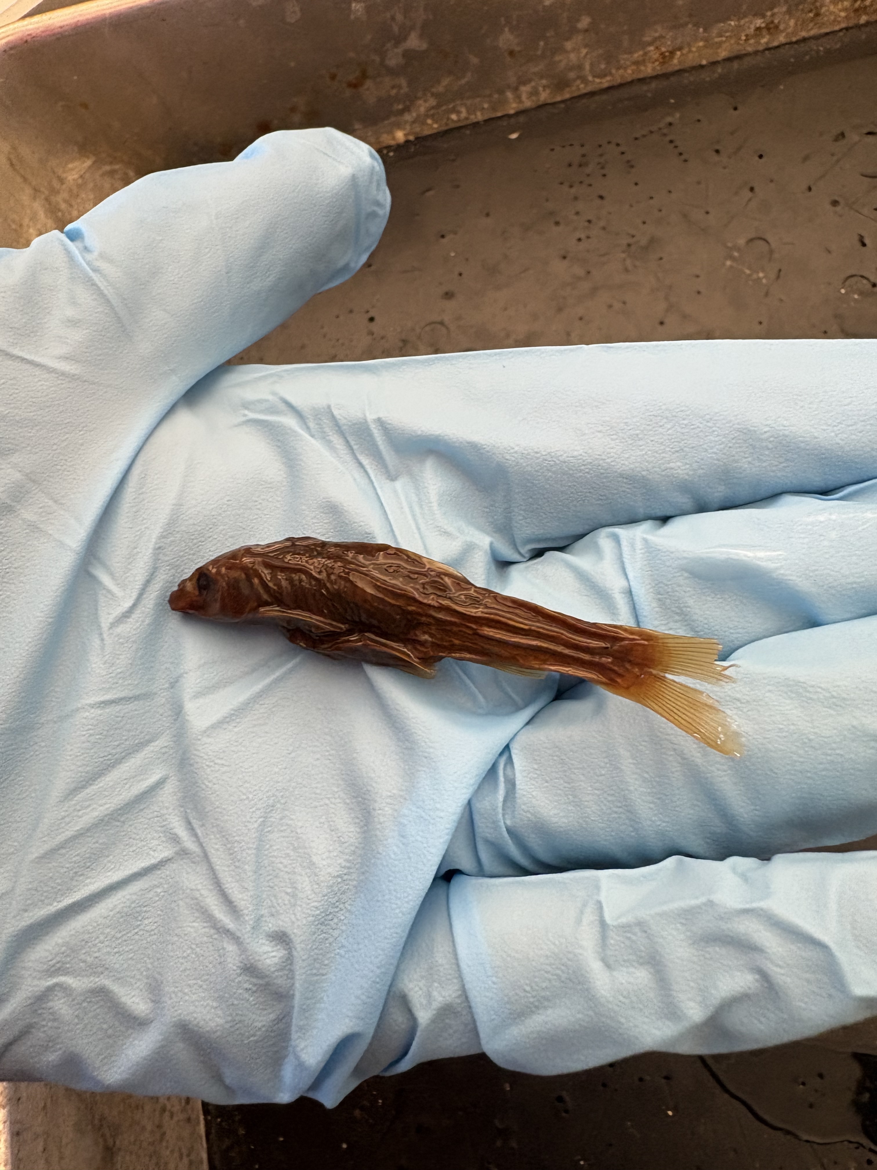 <p>What is the Class, Division, Order, Family, Name, and Scientific Name for this species?</p>