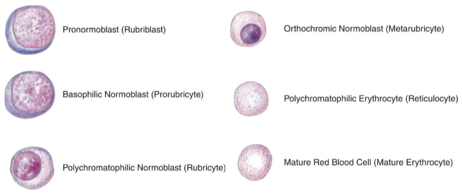 <p>Erythropoiesis Nomenclature</p>