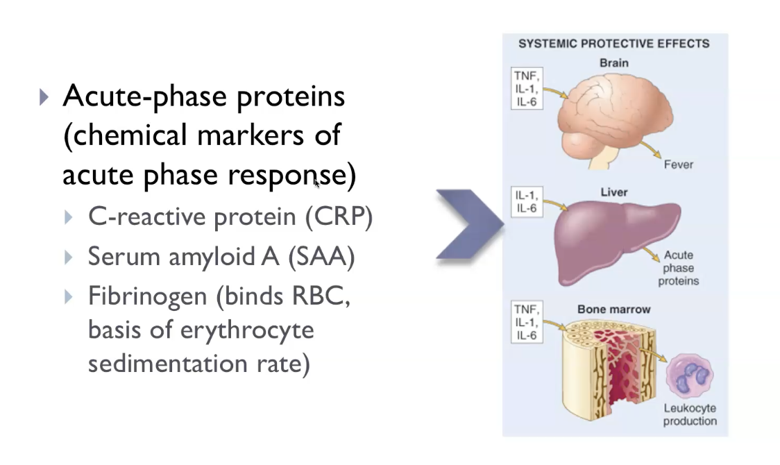 <p>*Suggests there is inflammation, but doesn’t tell us what is causing the inflammation.</p><p></p><p>The pathologic manifestations of acute inflammation arise when the normal protective response becomes too strong or persists too long, leading to <strong>tissue damage</strong>, <strong>abscess formation</strong>, <strong>ulceration</strong>, and <strong>systemic complications</strong>. Excessive neutrophil activation releases <strong>ROS, RNS, and proteases</strong>, causing collateral injury to host tissues. Intense inflammation can produce <strong>abscesses</strong>, where pus accumulates and destroys surrounding structures. Persistent inflammation on mucosal surfaces may lead to <strong>ulcers</strong>, where the epithelium and underlying tissue are eroded. Systemically, high levels of cytokines like TNF and IL‑1 can cause <strong>fever</strong>, <strong>leukocytosis</strong>, and in severe cases <strong>septic shock</strong>, with hypotension and disseminated intravascular coagulation. These pathologic outcomes reflect the destructive potential of an otherwise essential defence mechanism.</p>