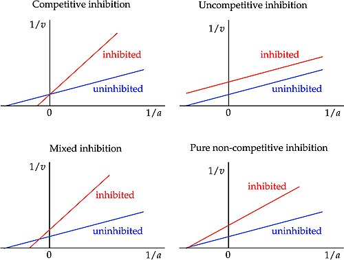 <p>What does a competitive inhibitor do to a lineaweaver</p>