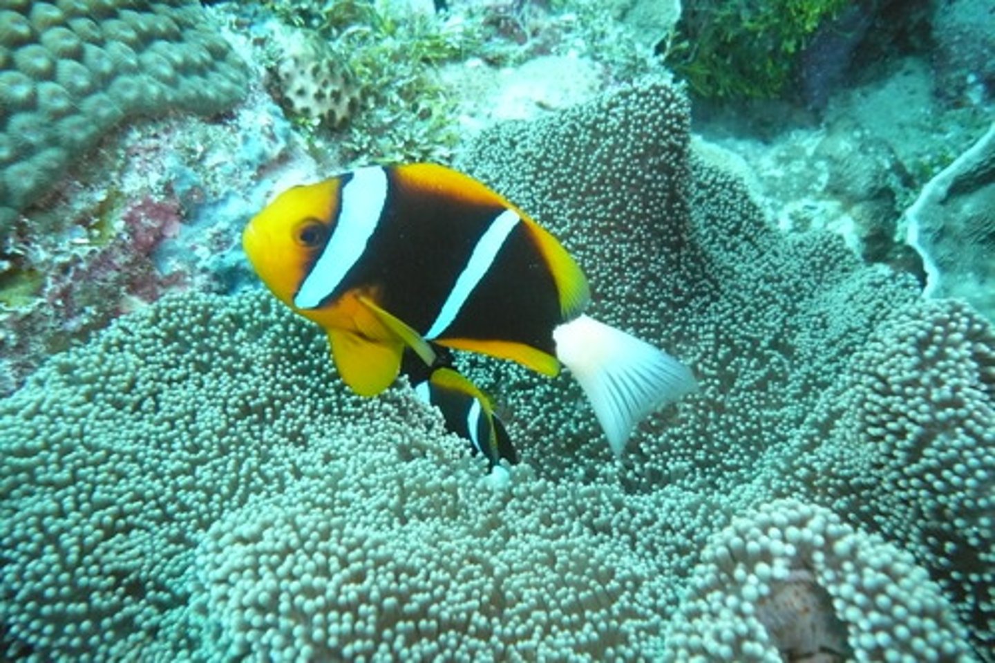<p>Amphiprion chrysopterus</p>