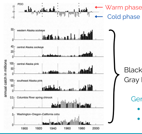 <ul><li><p>Salmon abundance and composition changes </p></li><li><p>Higher than average catch of Alaska salmon during warm phases, lower during colder/negative phases </p></li><li><p>Not as common in Salmon species in the specific North West, further south = difference in how PDO affects the area - hard to predict for fisheries management </p></li></ul><p></p>