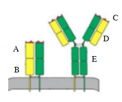 <p><span style="color: rgb(252, 252, 252);">Which of the letters in the diagram at the right refers to the variable region of a T cell receptor (TCR)?</span><span style="color: rgb(252, 252, 252);"><br></span><span style="color: rgb(252, 252, 252);">A. A</span><span style="color: rgb(252, 252, 252);"><br></span><span style="color: rgb(252, 252, 252);">B. B</span><span style="color: rgb(252, 252, 252);"><br></span><span style="color: rgb(252, 252, 252);">C. C</span><span style="color: rgb(252, 252, 252);"><br></span><span style="color: rgb(252, 252, 252);">D. D</span><span style="color: rgb(252, 252, 252);"><br></span><span style="color: rgb(252, 252, 252);">E. E</span></p>