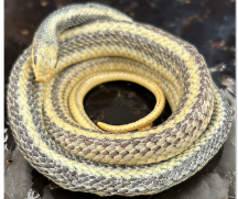 <p>What species is this</p>