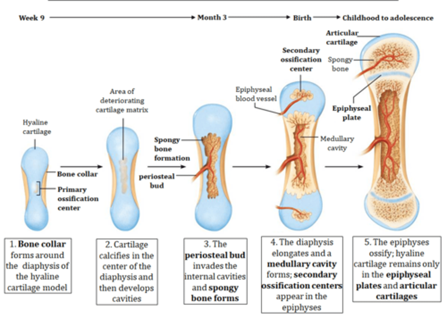 <p>1. Primary ossification center emerges and a bone collar forms around the diaphysis of the hyaline cartilage model</p><p>2. Cartilage calcifies in the center of the diaphysis and then develops cavities</p><p>3. The periosteal bud invades the internal cavities and spongy bone forms</p><p>4. The diaphysis elongates and a medullary cavity forms; secondary ossification centers appear in the epiphyses; </p><p>5. The epiphyses ossify; hyaline cartilage remains only in the epiphyseal plates and articular cartilages</p>