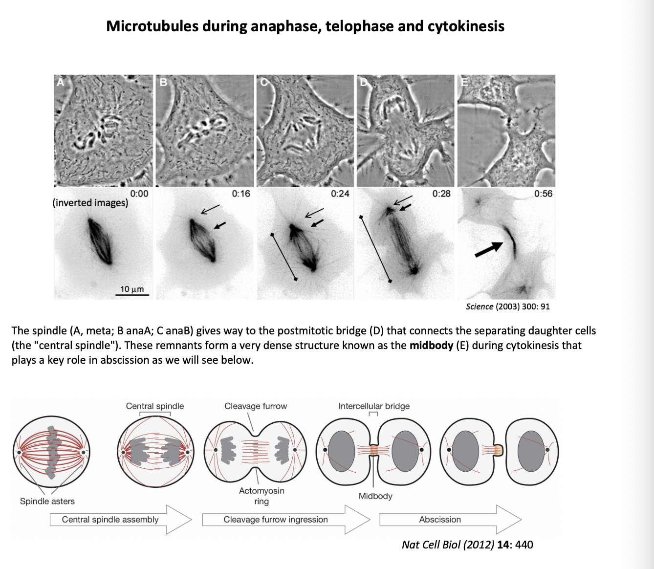 <ul><li><p>the spindle gives way to a postmitotic bridge (D)</p></li><li><p>connects the separating daughter cells (central spindle)</p></li><li><p>these remnants form a very dense structure→ <strong>midbody</strong> during cytokinesis</p></li><li><p>plays a key role in abscission </p></li></ul><p></p>