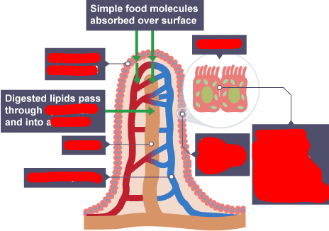 knowt flashcard image