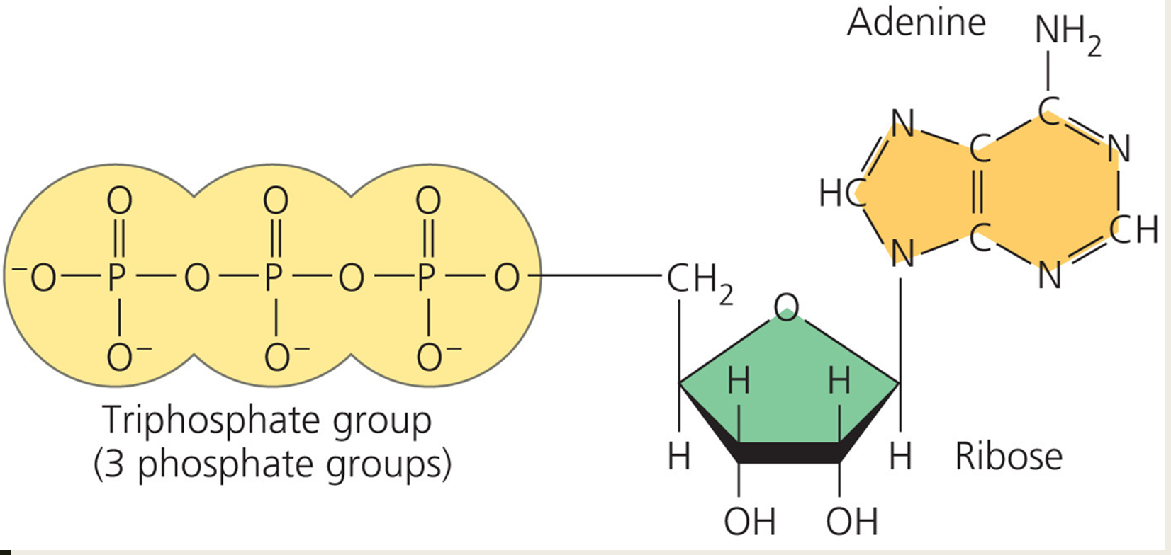 <p><span style="font-family: "Franklin Gothic Book";"><span>___ – the energy currency of the cell</span></span></p>