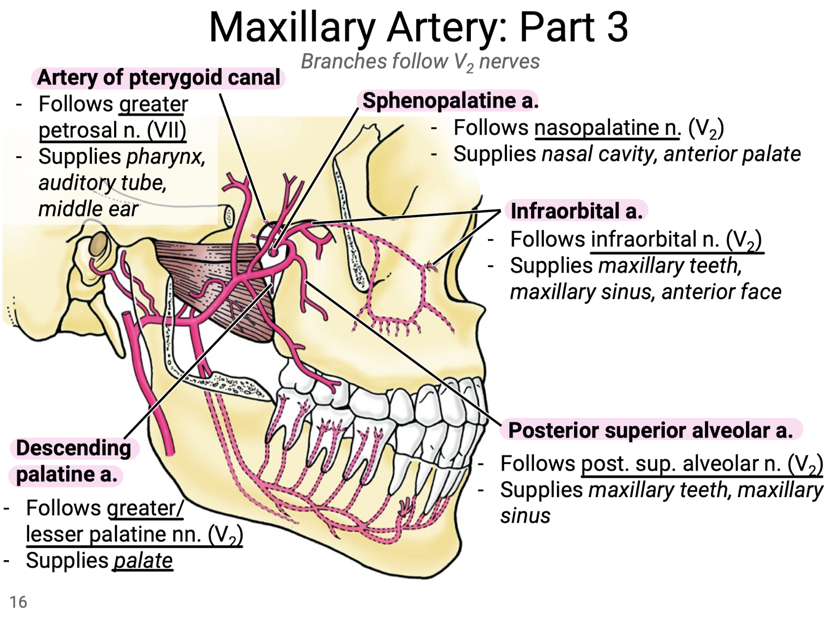 <ol><li><p>Descending palatine a. follows the greater/lesser palatine nn. (V2) to supply the palate.</p></li><li><p>Posterior superior alveolar a. follows the post. sup. alveolar n. (V2) to supply the maxillary teeth and maxillary sinus.</p></li><li><p>Infraorbital a. follows the infraorbital n. (V2) to supply the maxillary teeth and sinus and anterior face.</p></li><li><p>Artery of pterygoid canal follows the greater petrosal nerve (VII) to supply the pharynx, auditory tube, and middle ear.</p></li><li><p>Sphenopalatine a. follows the nasopalatine n. (V2), supplying the nasal cavity and anterior palate.</p></li></ol><p></p>