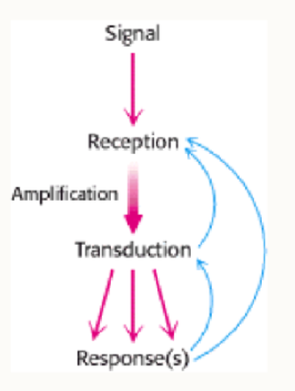 <ul><li><p>1 hormone can trigger many cAMP molecules to be produced, which amplifies the response</p></li></ul><p></p>