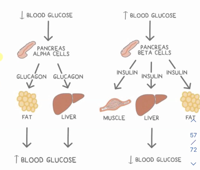 <p>Peptide hormone released by beta cells in times of high blood glucose, associated with the RTK </p><p>Stimulating the liver and adipose fat and muscle tissues to store glucose </p>