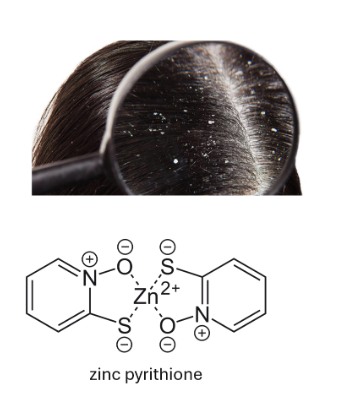 <p>it metabolizes trigylcerides found in sebum —> interfering by-product produces that penetrates epidermis —> inflammation —> increases cell turnover aka DANDRUFF</p>