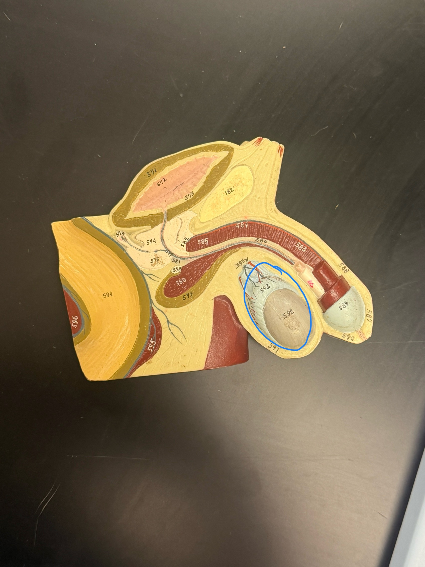 <p>name this organ</p>