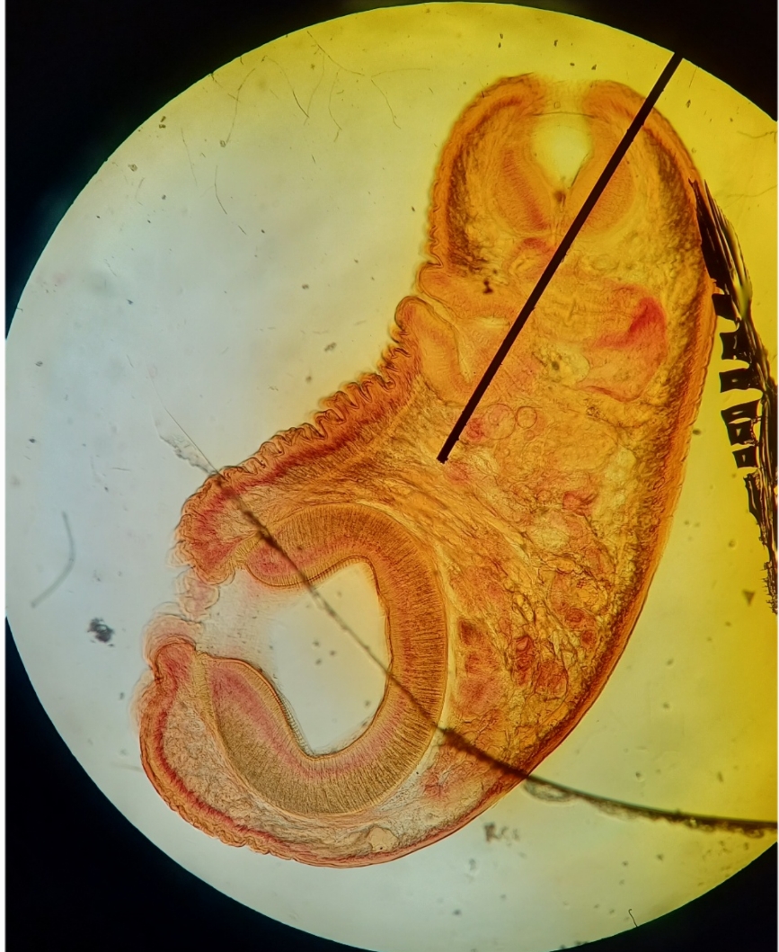 <p>Identification:</p><p>Common name:</p><p>Organ loc:</p><p>Intermediate Host:</p><p>Definitive Host:</p><p>Family:</p>