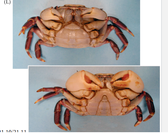 <p><strong>GREATLY REDUCED</strong></p><ul><li><p>top = female bottom = male</p></li></ul><p></p>