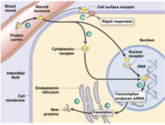<p>1. bound to plasma protein carriers. unbound gets diffused into target cells</p><p>2. steroid hormone receptors in the cytoplasm or nucleus</p><p>3. steroid binds to membran receptors</p><p>4. receptor hormone complex binds to DNA and activates/repressed genes</p><p>5. activated genes = mRNA and goes back to cytoplasm</p><p>6. translation produces new proteins in cell</p>