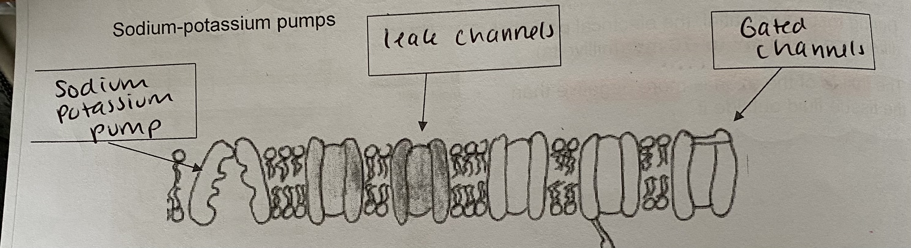 <p>Embedded with <strong>intrinsic proteins</strong></p><ul><li><p>Leak channels- for Na+ or K+ ions</p></li><li><p>Gated channels- for Na+ or K+ ions</p></li><li><p>Sodium- potassium pumps</p></li></ul><p></p>