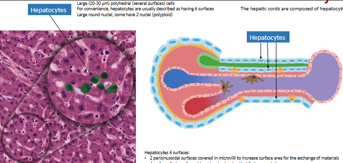 <ul><li><p><strong>hepatic cords </strong>→ organized plates of hepatocytes separated by<strong> sinusoidal c</strong>.</p><ul><li><p><strong>hepatocytes </strong>→ large, polygonal cells w/ large # ribosomes, mitochondria, golgi complex, lysosome, peroxisome</p></li></ul></li></ul><p></p>