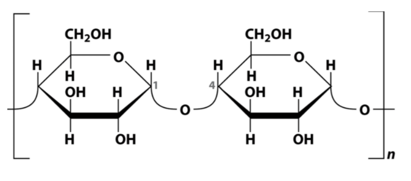 <p>Réduction de C1, fixé sur C4 d’un autre glucose oxydé (réaction consommant de l’E) </p>