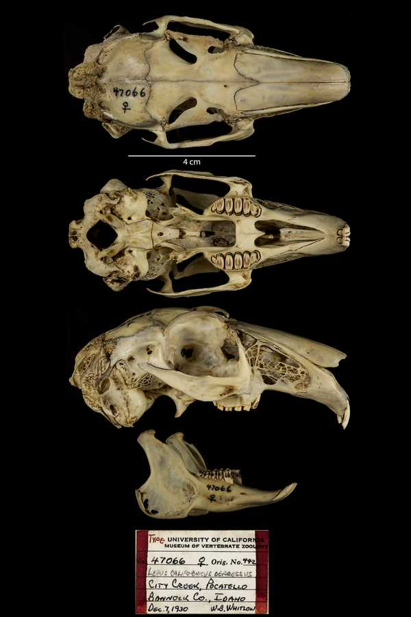 <p>Family Leporidae Lepus californicus (black tailed jackrabbit)</p>