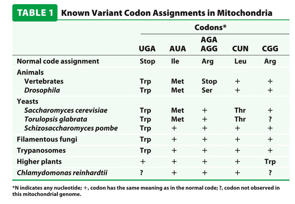 <ul><li><p>whereas the genetic code is considered “universal”, there are exceptions</p></li><li><p>the genetic code is slightly different in mitochondria</p><ul><li><p>mitochondria contains its own genome that encodes a small number of proteins</p></li><li><p>e.g. the UGA stop codon encodes for a tryptophan (Trp) when translated from the mitochondria</p></li></ul></li></ul><p></p>